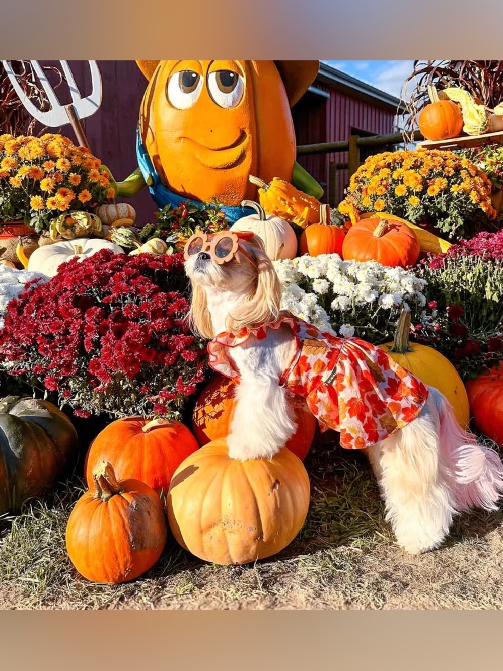 NEW FITWARM MAPLE RUFFLE DOG DRESS - Picture 5 of 9